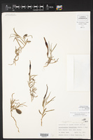 Aristolochia erecta image