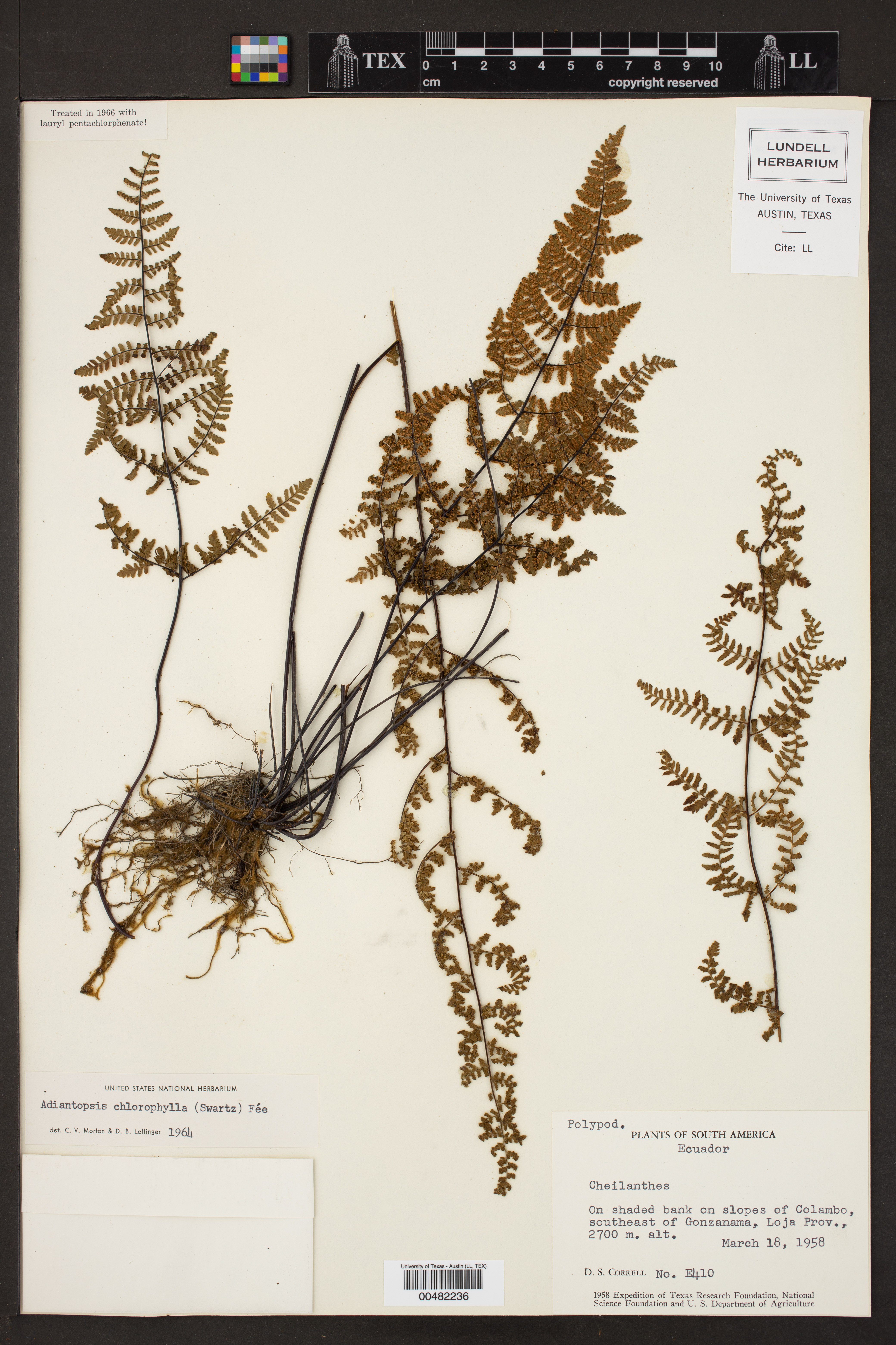 Adiantopsis chlorophylla image