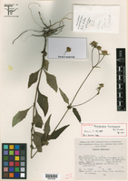 Image of Axiniphyllum durangense