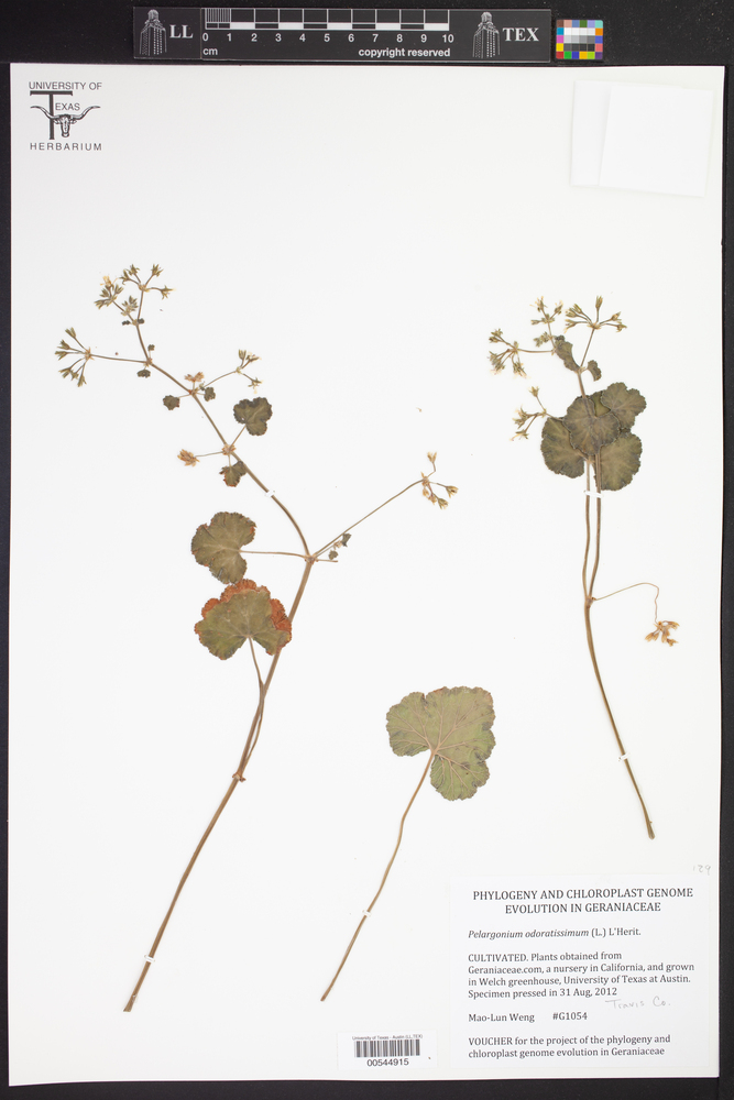 Pelargonium odoratissimum image