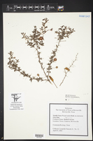 Prosopis reptans var. cinerascens image