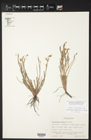 Sisyrinchium langloisii image
