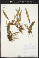 Image of Maxillaria merana
