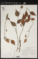 Image of Sphyrospermum grandifolium