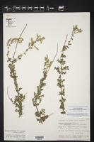 Aloysia gratissima var. schulziae image