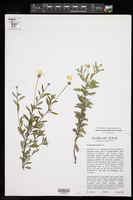 Varronia podocephala image