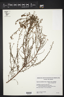 Image of Hypericum myrianthum