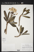 Plumeria obtusa var. sericifolia image