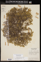 Pectis angustifolia var. tenella image