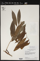 Psammisia ramiflora image