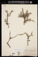Condalia ericoides image