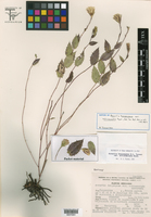 Acourtia huajuapana var. actinomorpha image