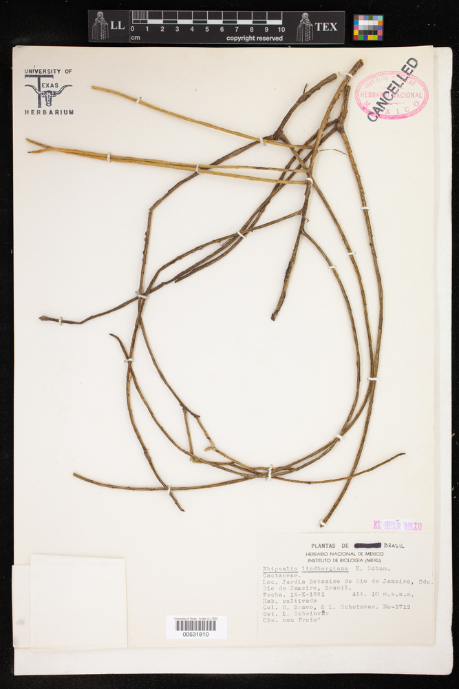 Rhipsalis lindbergiana image