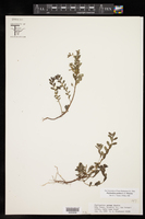 Phyllanthus pudens image