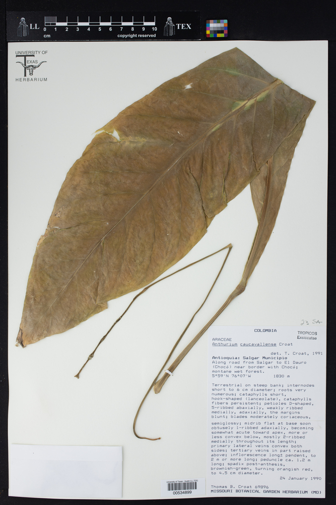 Anthurium caucavallense image