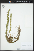 Dichaea tenuifolia image