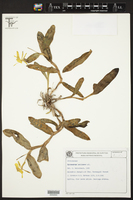 Epidendrum latilabre image