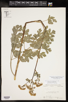 Polytaenia albiflora image
