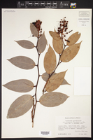 Cavendishia guatemalensis image
