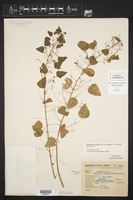 Euphorbia dioscoreoides subsp. attenuata image