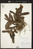 Epidendrum coriifolium image