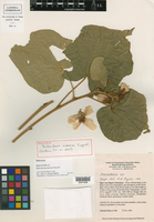 Image of Bakeridesia amoena