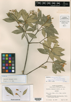 Bonellia macrocarpa subsp. macrocarpa image
