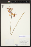 Barkeria lindleyana subsp. vanneriana image