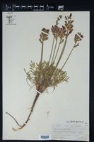 Oxytropis lambertii var. articulata image