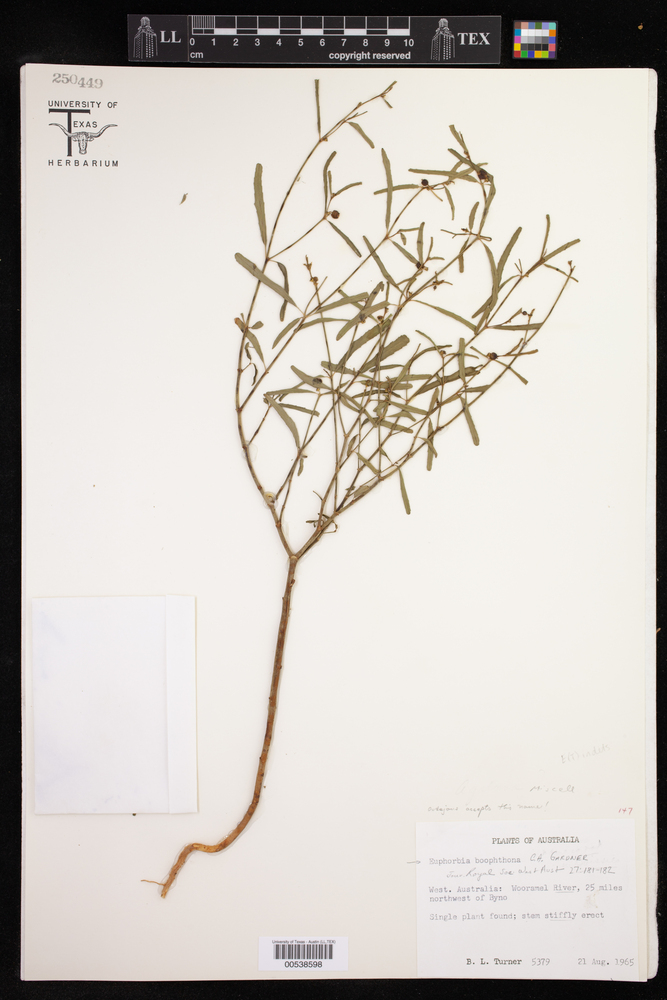 Euphorbia boophthona image