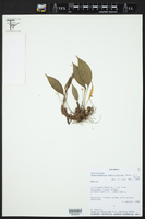Image of Scaphosepalum swertiifolium