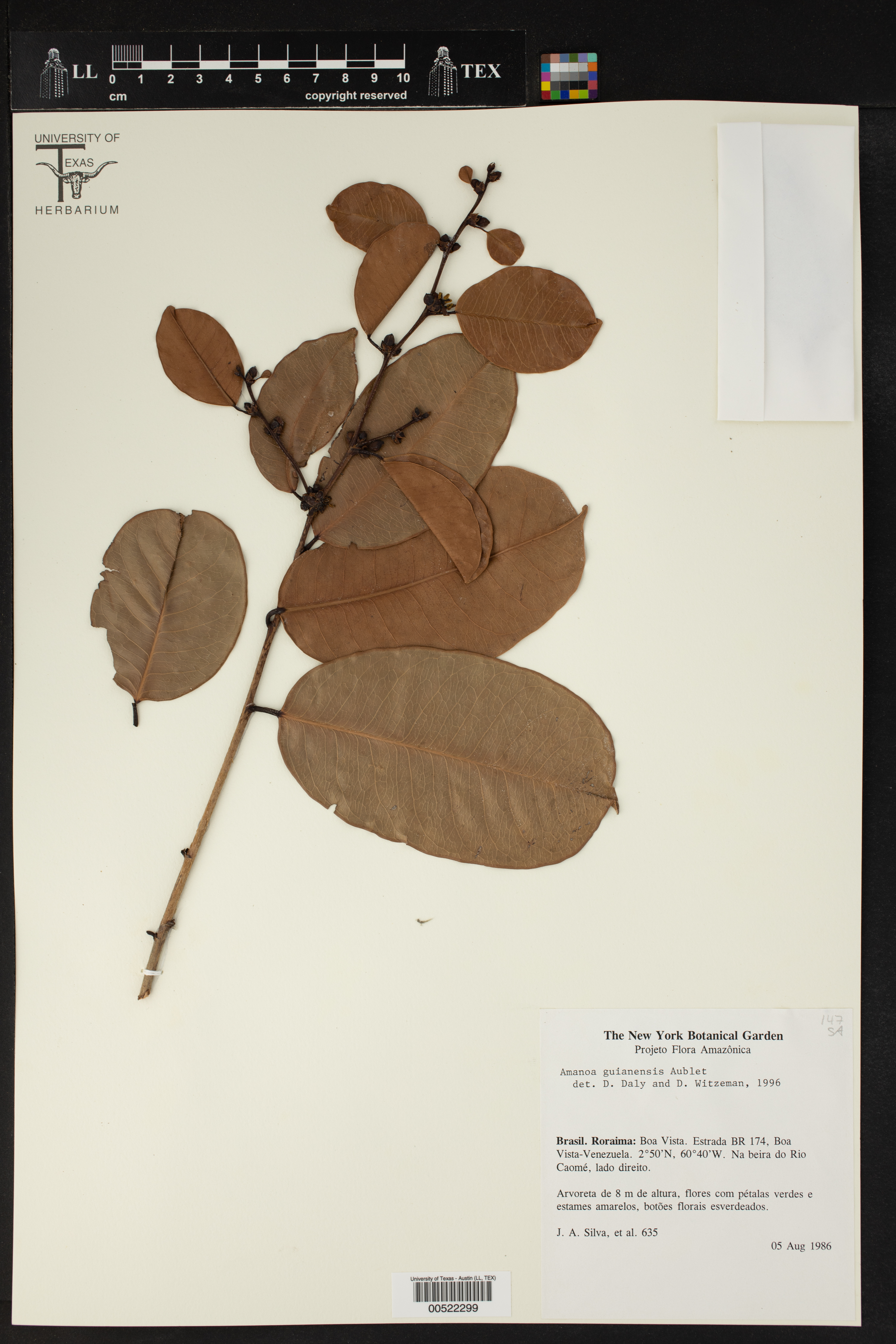 Amanoa guianensis