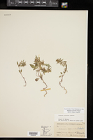 Hedeoma acinoides image