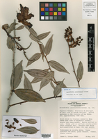 Cavendishia atroviolacea image