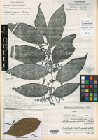 Perrottetia sessiliflora image