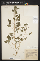 Euphorbia dioscoreoides subsp. attenuata image