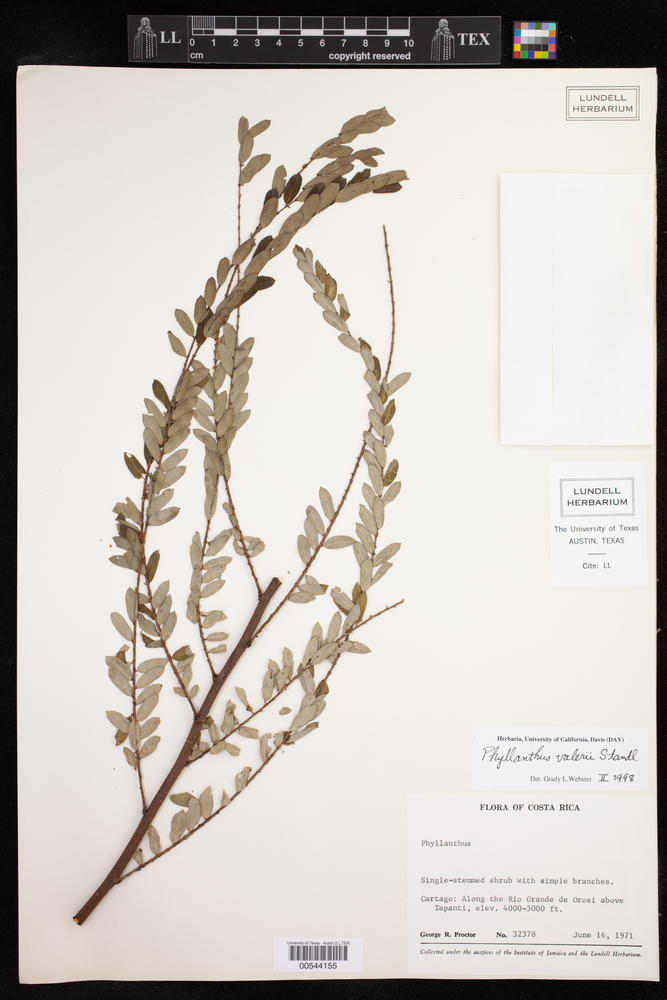 Phyllanthus valerii image