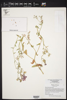 Phlox drummondii subsp. drummondii image
