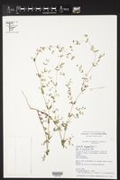 Euphorbia radioloides image