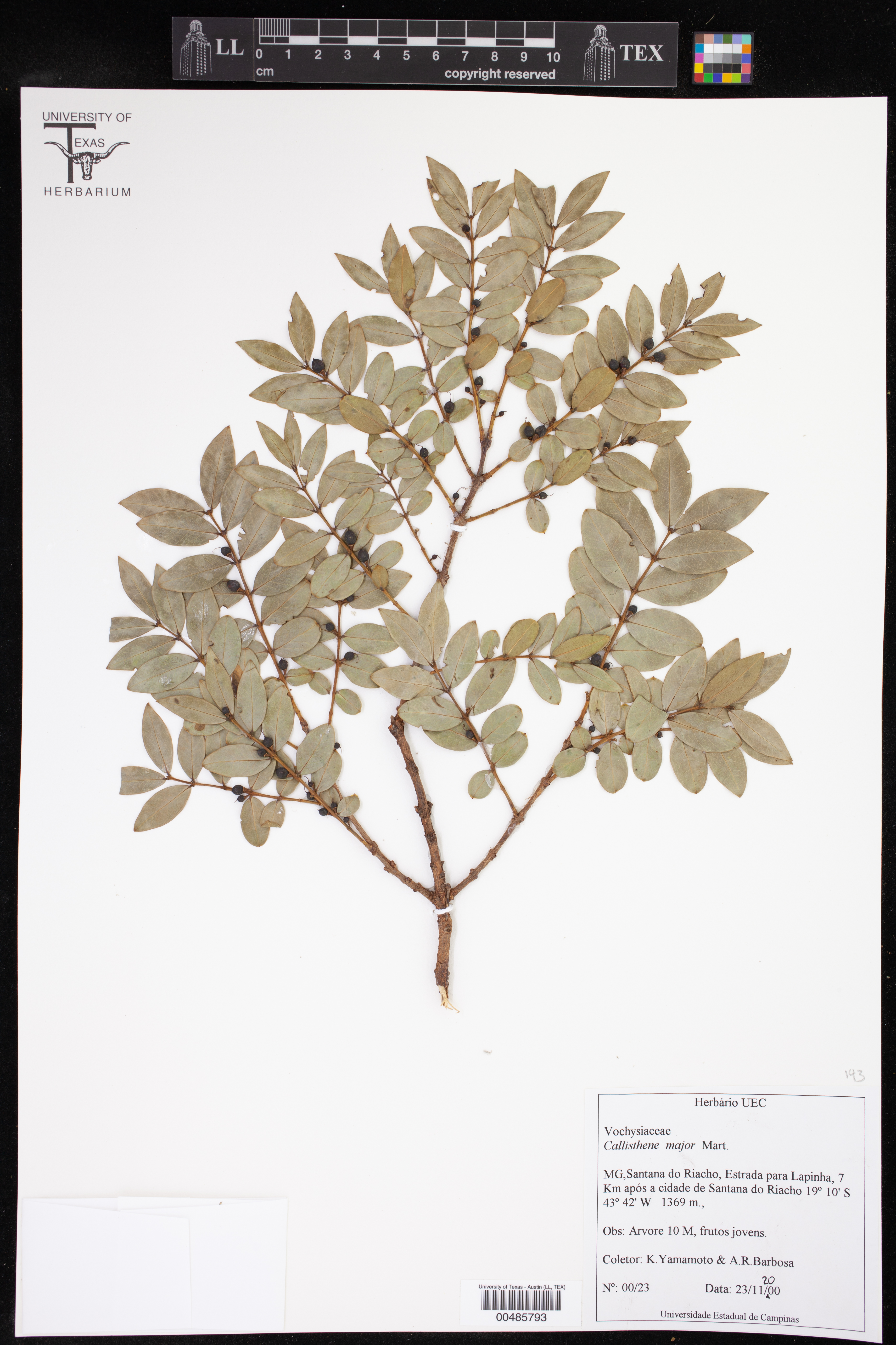 Callisthene major
