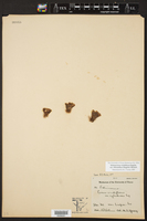 Echinocereus viridiflorus var. chloranthus image