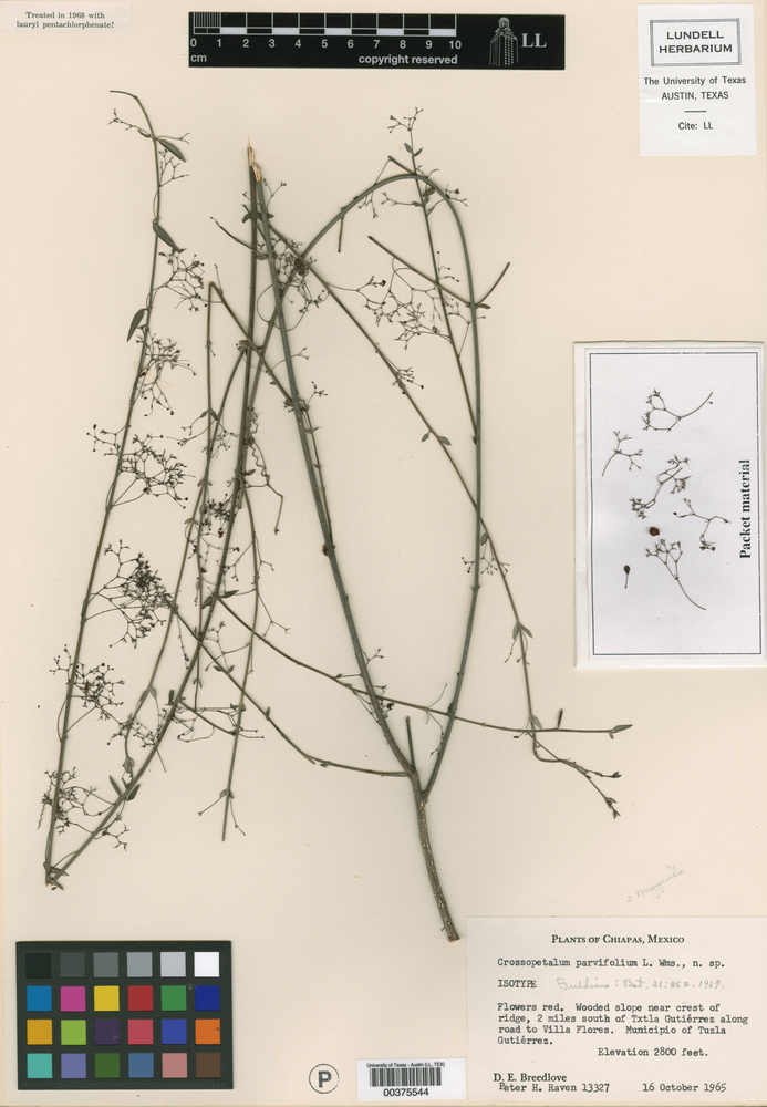 Crossopetalum parvifolium image