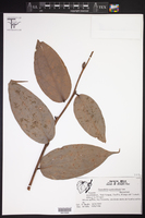 Cavendishia guatemalensis image