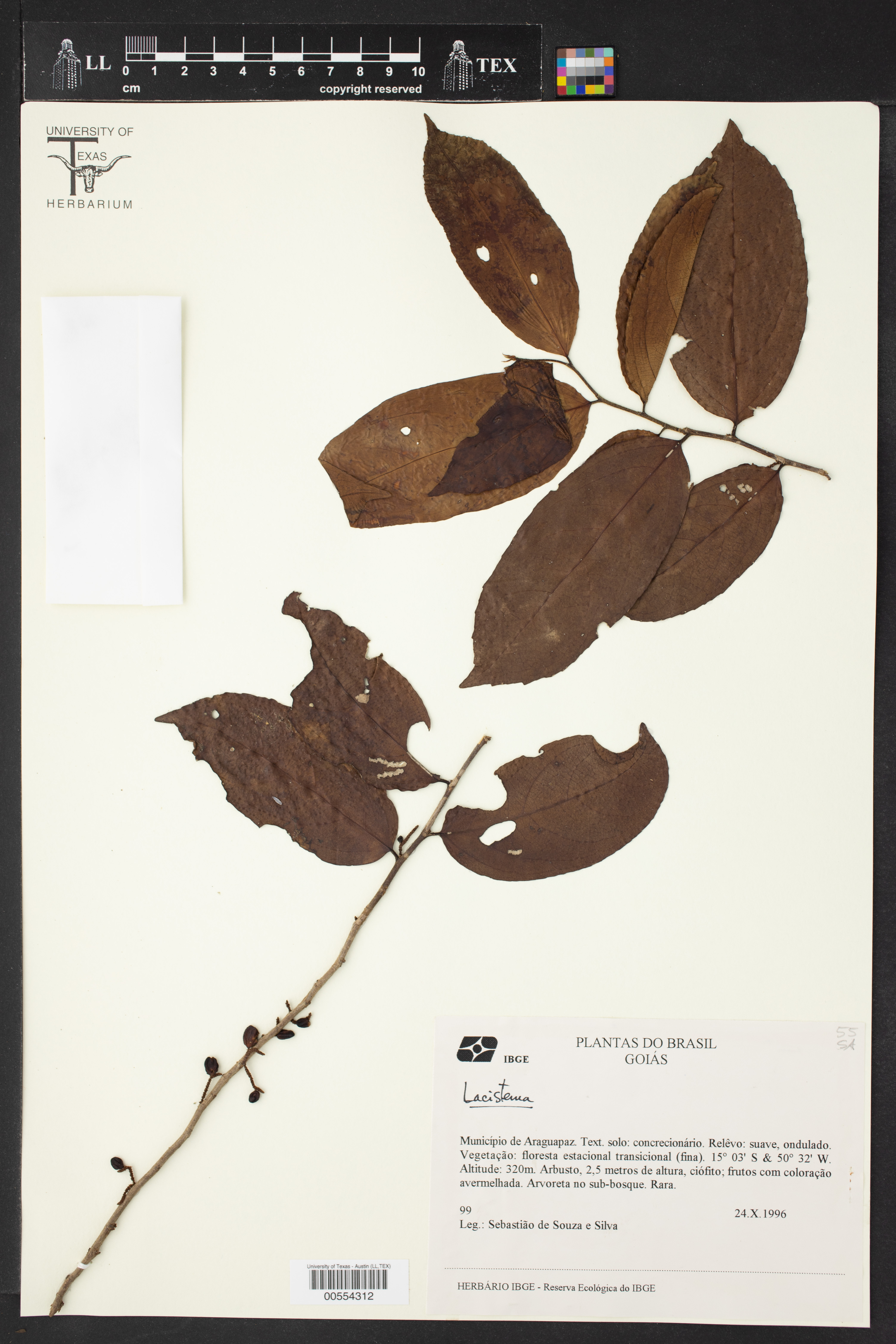 Lacistema aggregatum