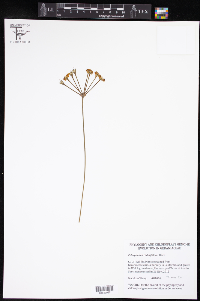 Pelargonium radulifolium image