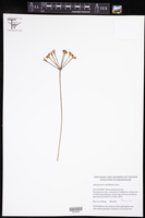 Image of Pelargonium radulifolium