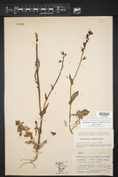Streptanthus carinatus subsp. carinatus image