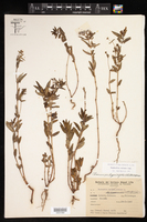 Euphorbia eichleri image