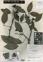 Image of Turpinia paucijuga