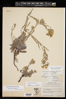 Lithospermum parksii image